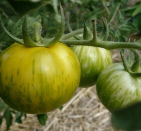 Tomate Green Zébra