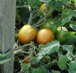 Tomate type Roma « Indian Maya »