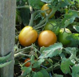 Tomate type Roma « Indian Maya »