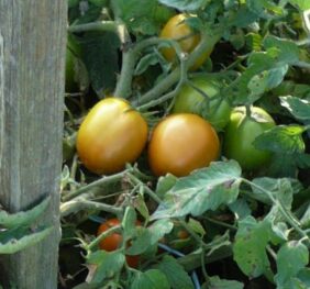 Tomate type Roma « Indian Maya »