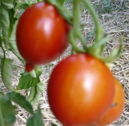 Tomate Prince Borghèse