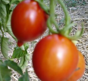 Tomate Prince Borghèse