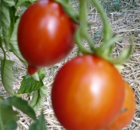 Tomate Prince Borghèse