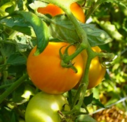 Tomate Tangerine