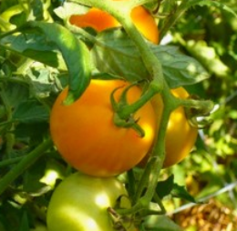 Tomate Tangerine