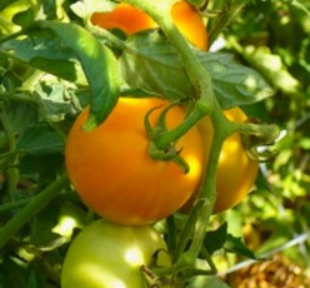 Tomate Tangerine