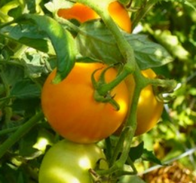 Tomate Tangerine