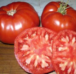 Tomate Grosse Italienne du Gers