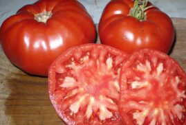 Tomates Rouges