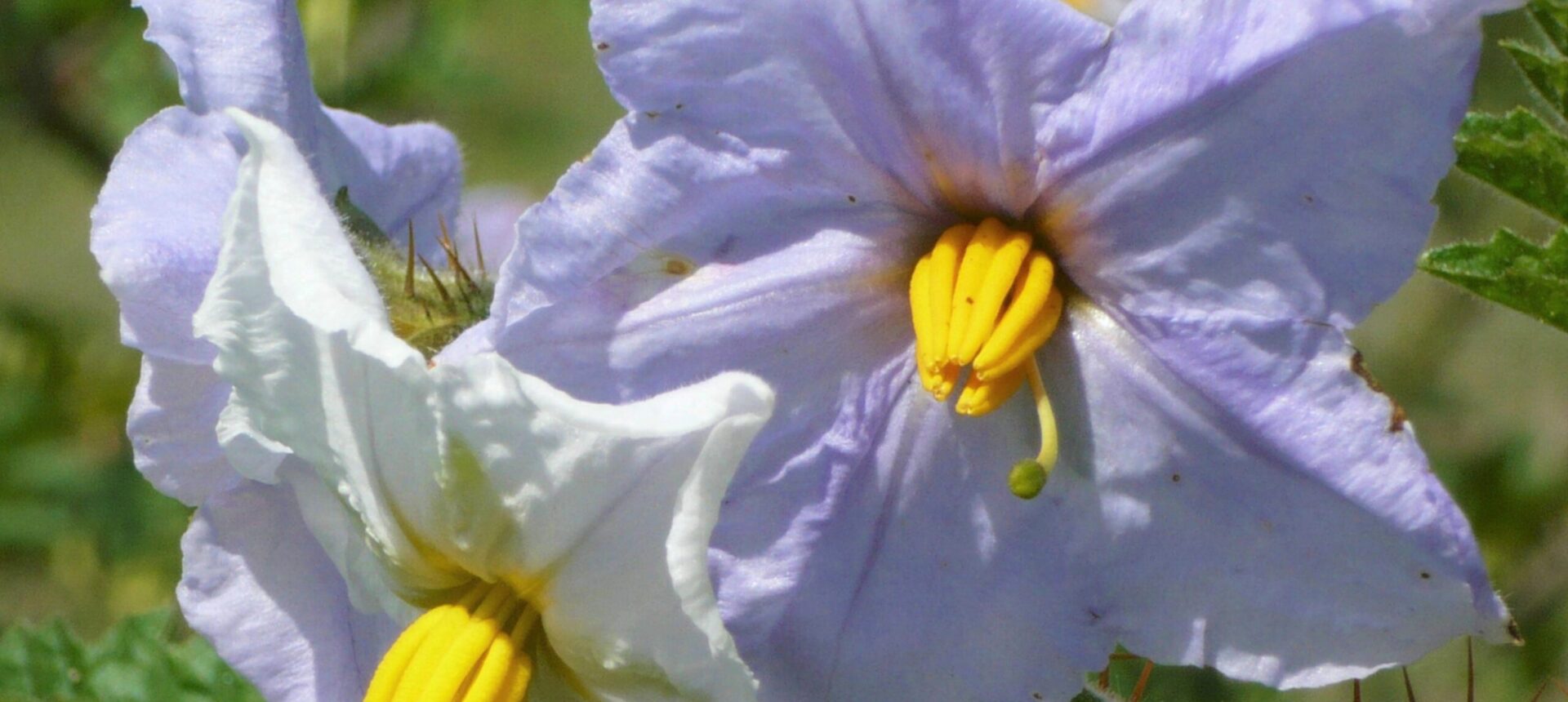 4/Quels fumiers ou engrais vert pour le jardin ?