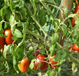 Tomate San Marzano