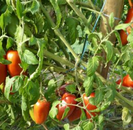 Tomate San Marzano