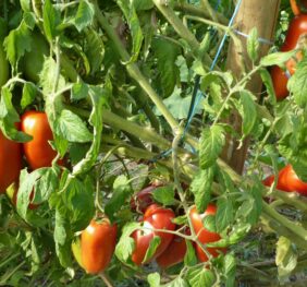 Tomate San Marzano