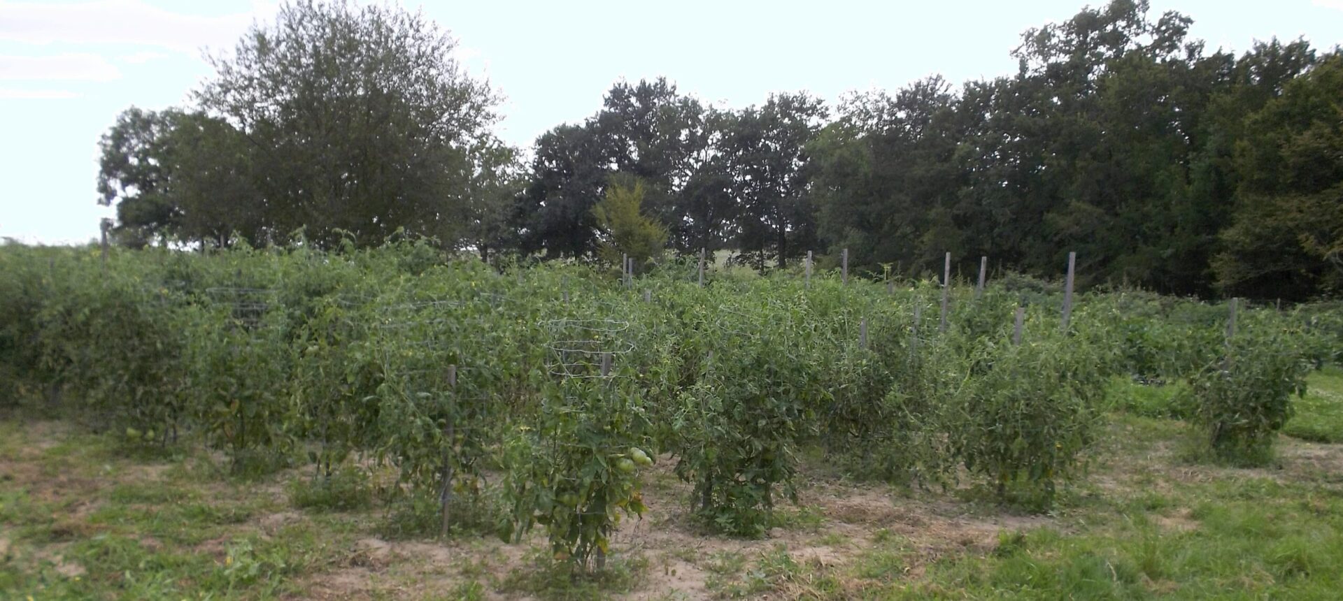 1/Choisir l’emplacement pour son potager.