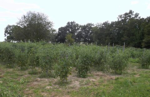 1/Choisir l’emplacement pour son potager.