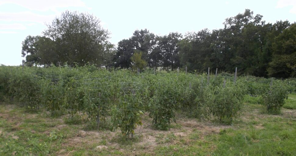 1/Choisir l’emplacement pour son potager.