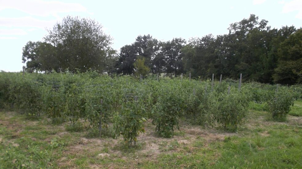 1/Choisir l’emplacement pour son potager.