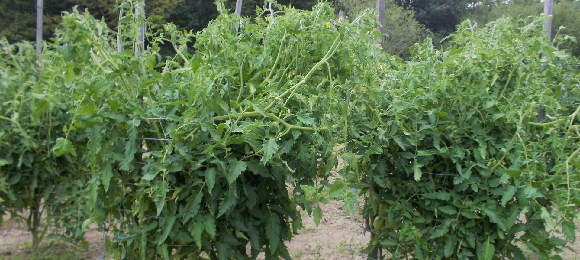 15/Plantation et culture des tomates en cages.