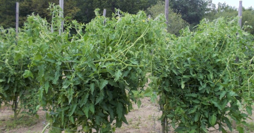 15/Plantation et culture des tomates en cages.