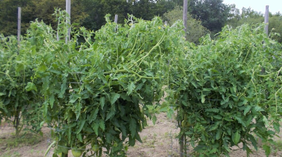 15/Plantation et culture des tomates en cages.