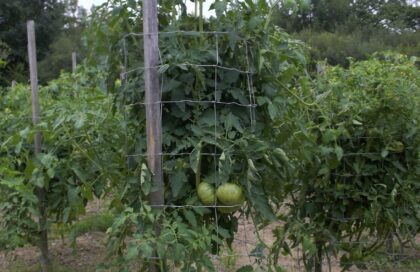 13/Tomate à croissance déterminée ou indéterminée.