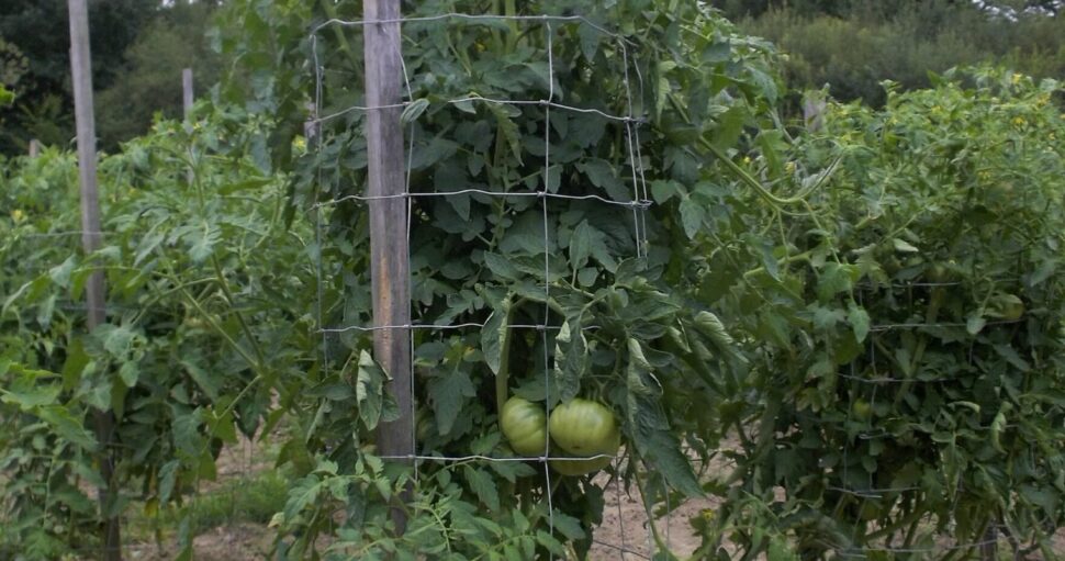 13/Tomate à croissance déterminée ou indéterminée.