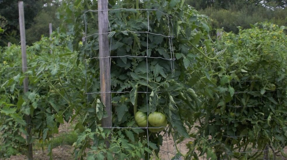 13/Tomate à croissance déterminée ou indéterminée.