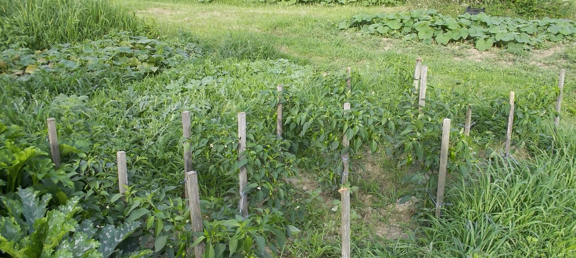 11/Quels légumes associer dans son potager ?