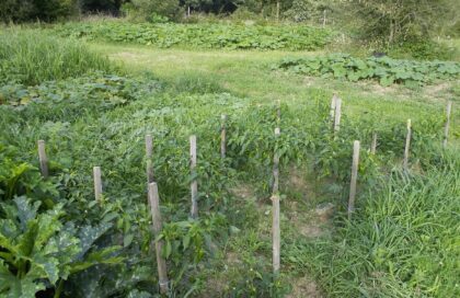 11/Quels légumes associer dans son potager ?