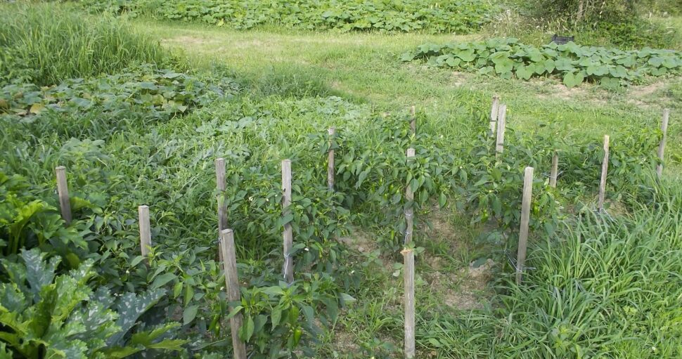 11/Quels légumes associer dans son potager ?