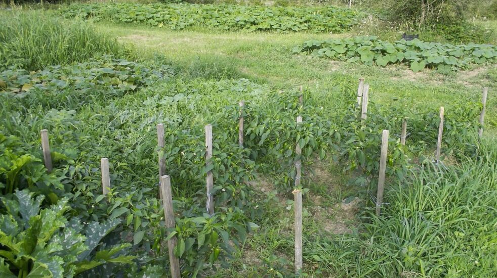 11/Quels légumes associer dans son potager ?