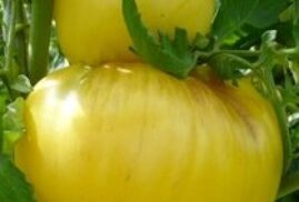 Tomates Blanches