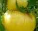Tomate Cœurs de Bœuf  Blanc