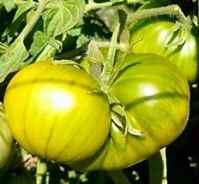 Tomate Evergreen