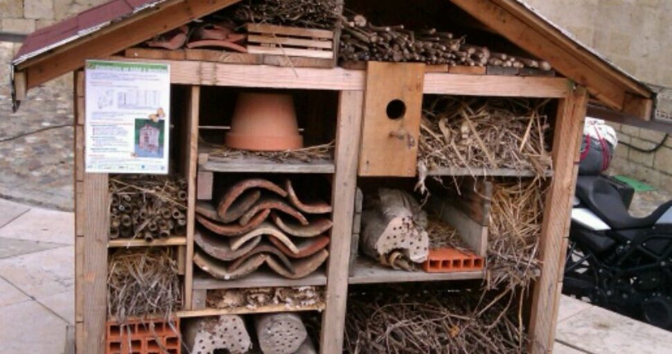 Construisez un hôtel à insectes.