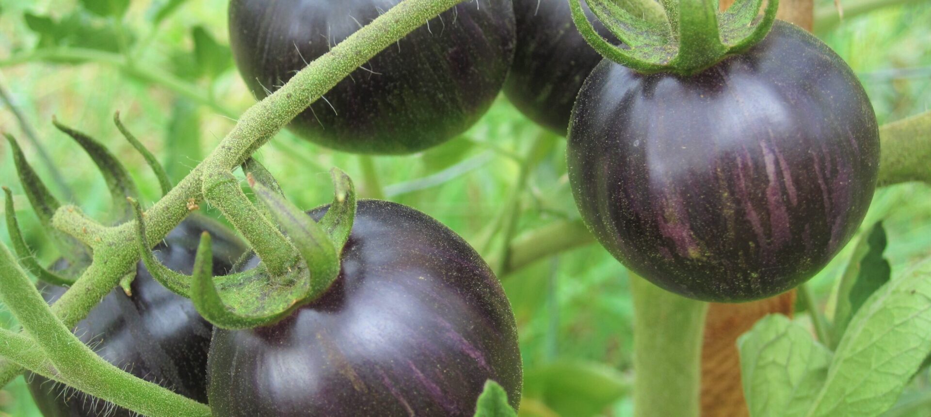 14/Précocité des tomates.