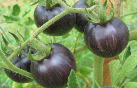 14/Précocité des tomates.