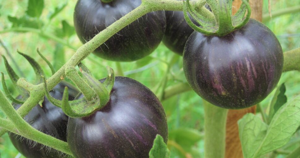 14/Précocité des tomates.