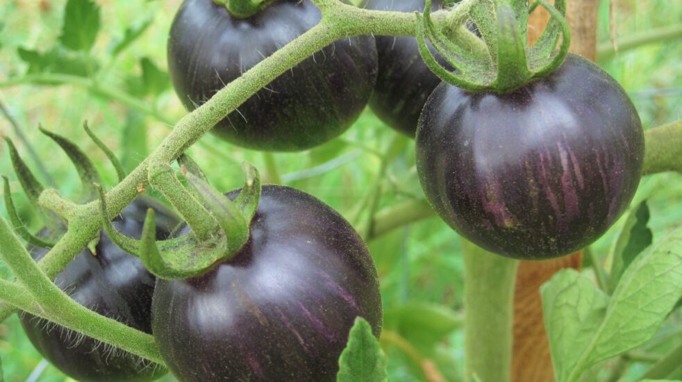 14/Précocité des tomates.