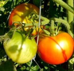 Tomate Merveille des Marchés