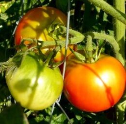 Tomate Merveille des Marchés