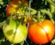 Tomate Merveille des Marchés