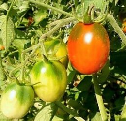 Tomate type prune « Noire Italienne »