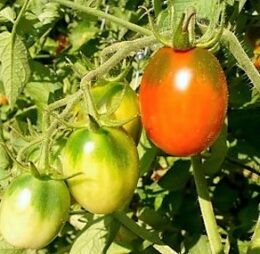 Tomate type prune « Noire Italienne »