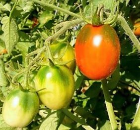 Tomate type prune « Noire Italienne »