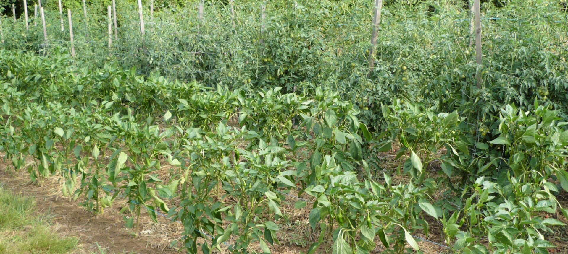 2/Un potager de quelle taille ?