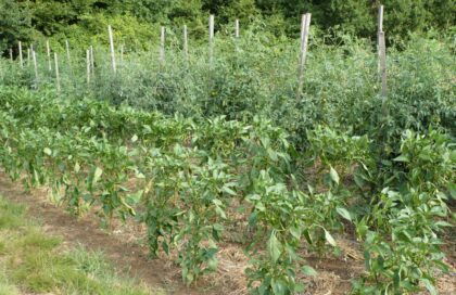 2/Un potager de quelle taille ?