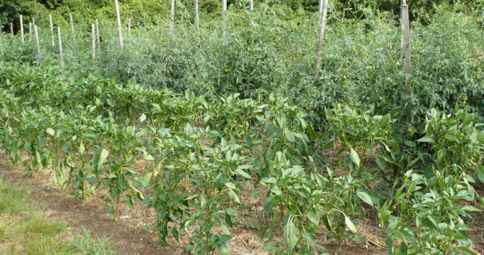 2/Un potager de quelle taille ?