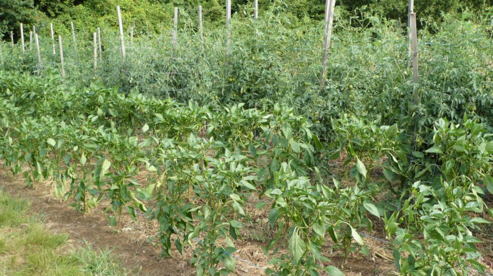 2/Un potager de quelle taille ?