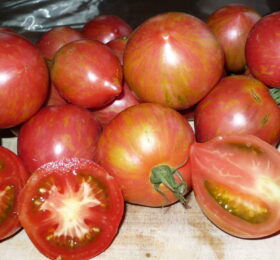 Tomate Malinowa Zébra Kozula 133